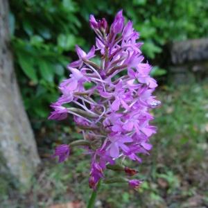 Photographie n°665088 du taxon Anacamptis pyramidalis var. pyramidalis