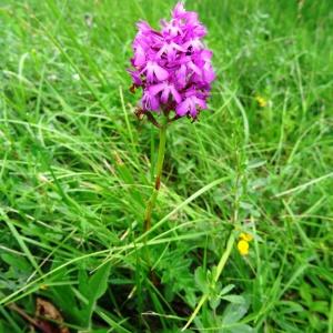 Photographie n°665107 du taxon Anacamptis pyramidalis var. pyramidalis