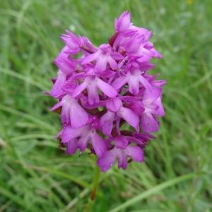 Photographie n°665108 du taxon Anacamptis pyramidalis var. pyramidalis