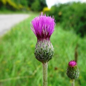 Photographie n°665112 du taxon Cirsium tuberosum (L.) All. [1785]