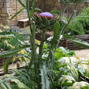 Photographie n°665138 du taxon Cynara scolymus L. [1753]