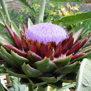 Photographie n°665139 du taxon Cynara scolymus L. [1753]