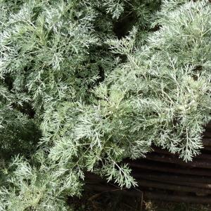 Photographie n°665142 du taxon Artemisia absinthium L. [1753]