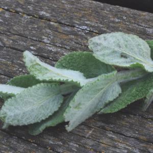 Photographie n°665152 du taxon Mentha suaveolens Ehrh. [1792]