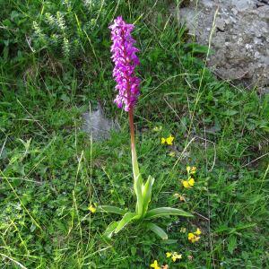 Photographie n°665179 du taxon Orchis mascula subsp. mascula