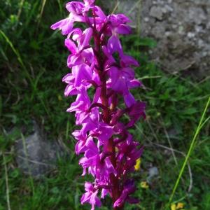 Photographie n°665180 du taxon Orchis mascula subsp. mascula