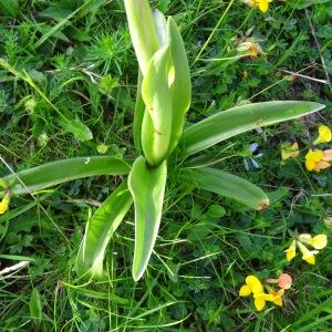 Photographie n°665181 du taxon Orchis mascula subsp. mascula