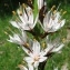  Alain Bigou - Asphodelus albus subsp. albus