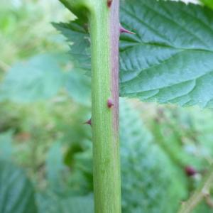 Photographie n°665360 du taxon Rubus nessensis Hall [1794]