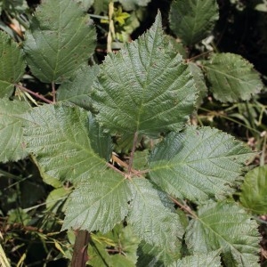 Photographie n°665494 du taxon Rubus praecox Bertol. [1842]