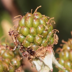 Photographie n°665499 du taxon Rubus praecox Bertol. [1842]