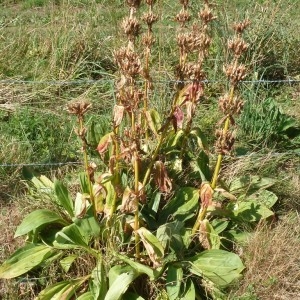 Photographie n°665542 du taxon Gentiana lutea L. [1753]