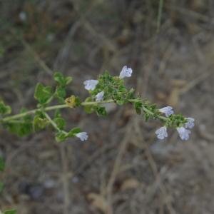 Photographie n°665611 du taxon Clinopodium nepeta (L.) Kuntze [1891]