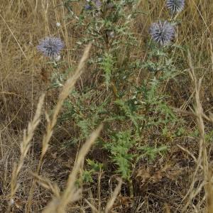 Photographie n°665612 du taxon Echinops ritro L. [1753]