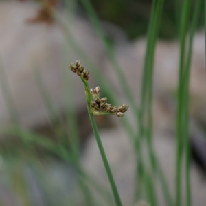 Photographie n°665635 du taxon Schoenoplectus lacustris (L.) Palla [1888]