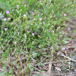 Photographie n°665670 du taxon Gypsophila muralis L. [1753]