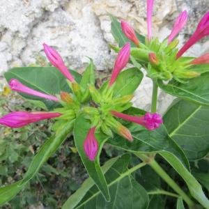 Photographie n°665802 du taxon Mirabilis jalapa L. [1753]