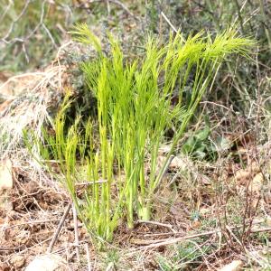 Photographie n°665810 du taxon Peucedanum officinale L. [1753]