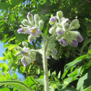 Photographie n°665856 du taxon Solanum mauritianum Scop. [1788]