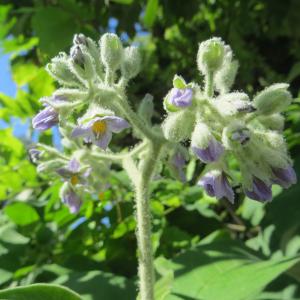 Photographie n°665860 du taxon Solanum mauritianum Scop. [1788]