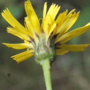 Photographie n°665874 du taxon Hieracium sabaudum L. [1753]