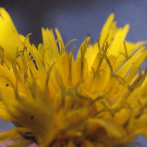 Photographie n°665887 du taxon Hieracium sabaudum L. [1753]