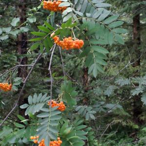 Photographie n°665891 du taxon Sorbus aucuparia L. [1753]