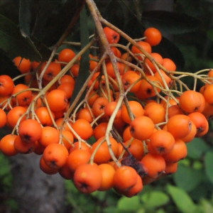 Photographie n°665896 du taxon Sorbus aucuparia L. [1753]