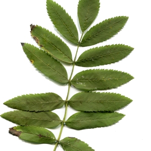 Photographie n°665899 du taxon Sorbus aucuparia L. [1753]