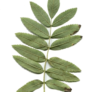 Photographie n°665900 du taxon Sorbus aucuparia L. [1753]