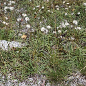 Photographie n°665902 du taxon Tolpis staticifolia (All.) Sch.Bip. [1861]