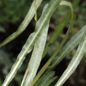 Photographie n°665916 du taxon Tolpis staticifolia (All.) Sch.Bip. [1861]