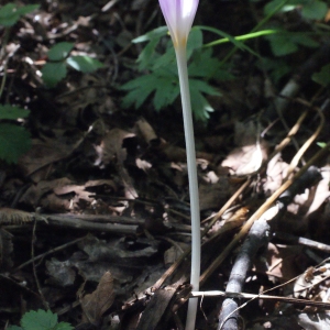 Photographie n°665922 du taxon Colchicum autumnale L. [1753]