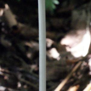 Photographie n°665923 du taxon Colchicum autumnale L. [1753]