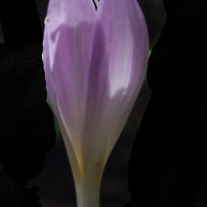 Photographie n°665924 du taxon Colchicum autumnale L. [1753]