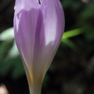 Photographie n°665925 du taxon Colchicum autumnale L. [1753]
