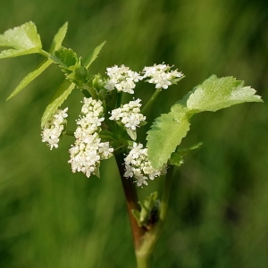 Photographie n°665985 du taxon Helosciadium nodiflorum (L.) W.D.J.Koch [1824]