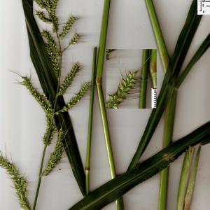 Photographie n°666037 du taxon Echinochloa crus-galli (L.) P.Beauv. [1812]