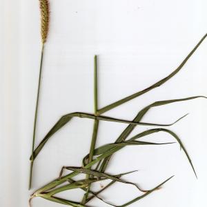 Photographie n°666039 du taxon Setaria pumila (Poir.) Roem. & Schult. [1817]