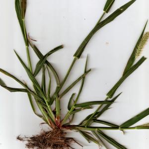 Photographie n°666040 du taxon Setaria pumila (Poir.) Roem. & Schult. [1817]