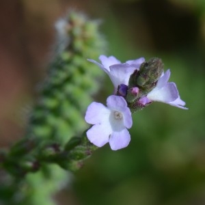 Photographie n°666071 du taxon Verbena officinalis L. [1753]