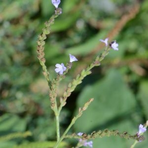 Photographie n°666072 du taxon Verbena officinalis L. [1753]