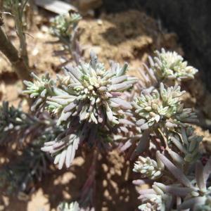 Photographie n°666144 du taxon Sedum hispanicum L. [1755]