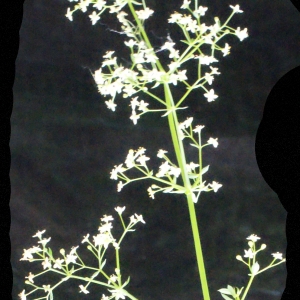 Photographie n°666148 du taxon Galium pumilum subsp. pumilum