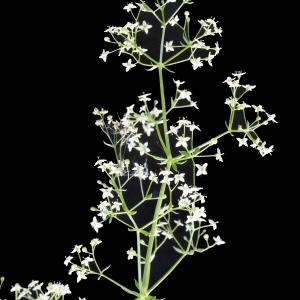 Photographie n°666151 du taxon Galium pumilum subsp. pumilum
