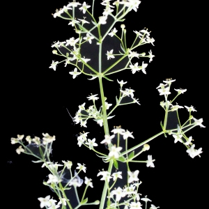 Photographie n°666152 du taxon Galium pumilum subsp. pumilum