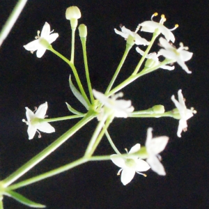 Photographie n°666153 du taxon Galium pumilum subsp. pumilum