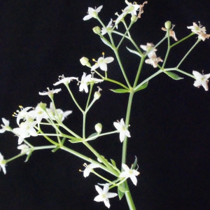 Photographie n°666155 du taxon Galium pumilum subsp. pumilum