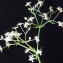  Liliane Roubaudi - Galium pumilum subsp. pumilum