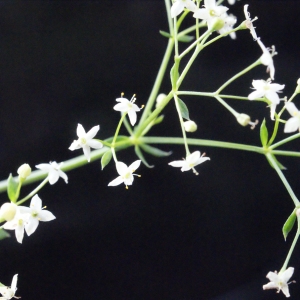 Photographie n°666156 du taxon Galium pumilum subsp. pumilum